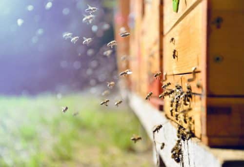 Astuces pour fabriquer un bon nourrissement des abeilles