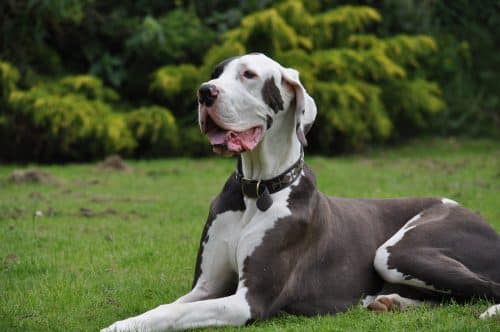 Dogue allemand : une des plus grandes races de chien