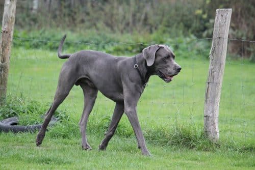 Le dogue allemand, un animal de compagnie par excellence