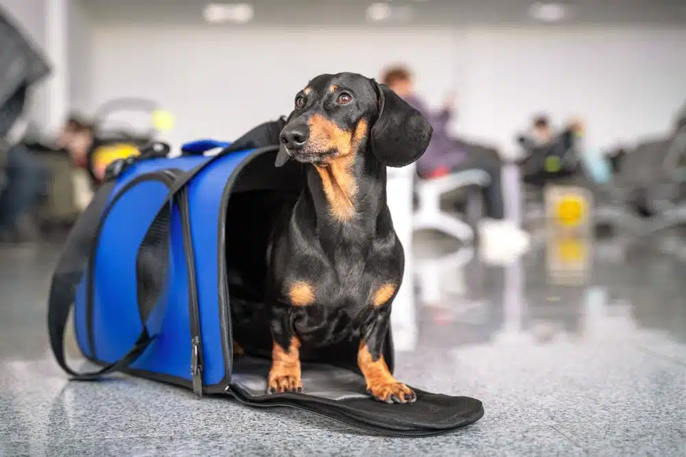 Sac de transport pour chien : Le choix pour un dogue allemand !